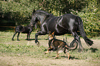 Friese und Deutscher Schferhund