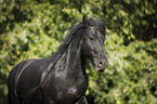 Friese Portrait