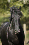 Friese Portrait
