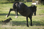 Friese und Deutscher Schferhund