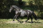 rennender Friese