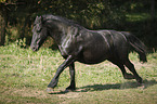 rennender Friese