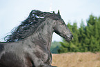 Friese Portrait
