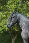 Friese Portrait
