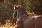 Friese Portrait