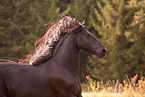 Friese Portrait