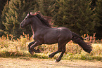 galoppierender Friese