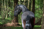 Friese Portrait