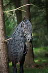 Friese Portrait