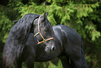 Friese Portrait