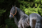 Friese Portrait