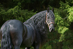 Friese Portrait
