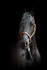 Friese Portrait