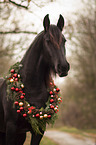 Friese Portrait