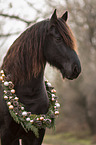 Friese Portrait