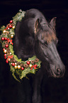 Friese Portrait