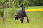 galoppierender Friese