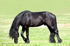 Friese auf der Weide