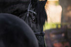Friese