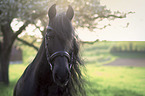 Friese Portrait