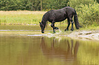 Friese im Wasser