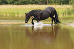 Friese im Wasser