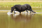 Friese im Wasser