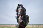 Friese Hengst Portrait