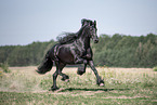 galoppierender Friese Hengst