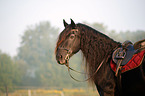 Friese Portrait