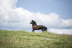 Friese
