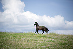 Friese