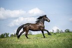 Friese