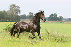 Friese