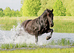 Friese