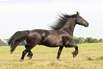 Friese