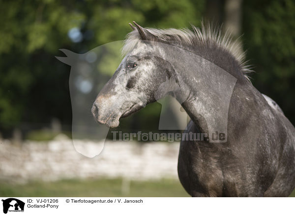 Gotland-Pony / VJ-01206
