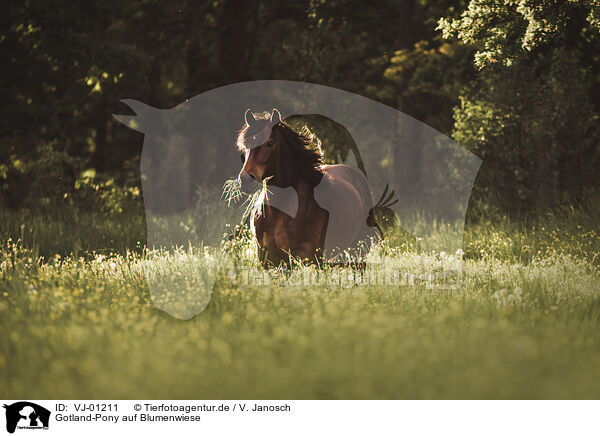 Gotland-Pony auf Blumenwiese / Gotland-Pony on flower meadow / VJ-01211