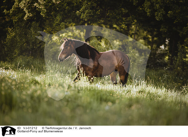 Gotland-Pony auf Blumenwiese / VJ-01212