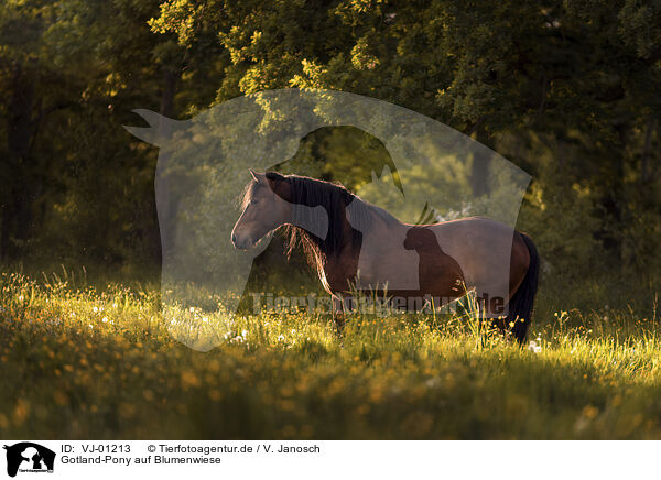 Gotland-Pony auf Blumenwiese / VJ-01213
