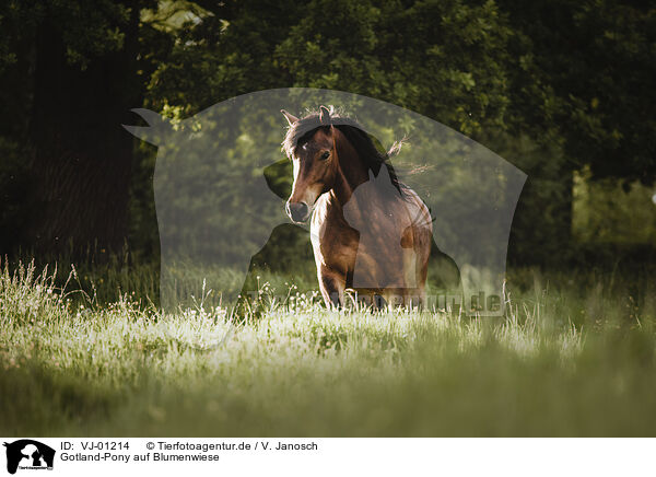 Gotland-Pony auf Blumenwiese / VJ-01214