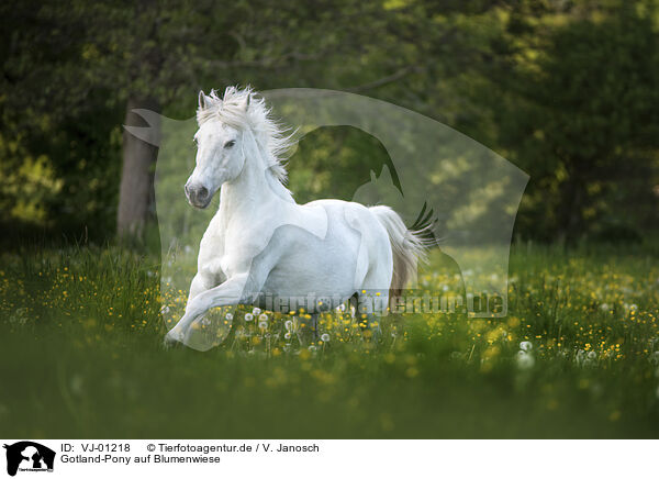 Gotland-Pony auf Blumenwiese / VJ-01218