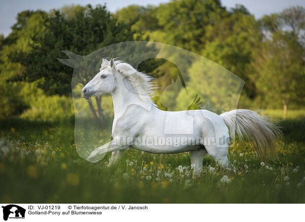 Gotland-Pony auf Blumenwiese / VJ-01219