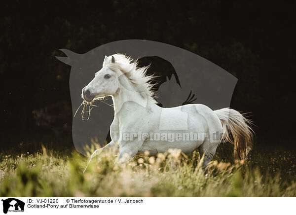 Gotland-Pony auf Blumenwiese / Gotland-Pony on flower meadow / VJ-01220