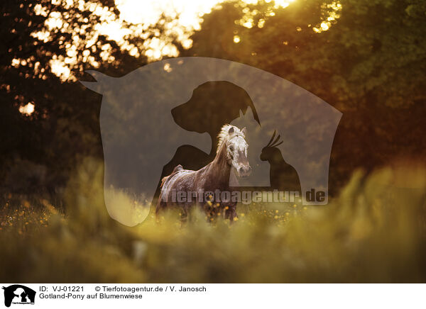 Gotland-Pony auf Blumenwiese / VJ-01221