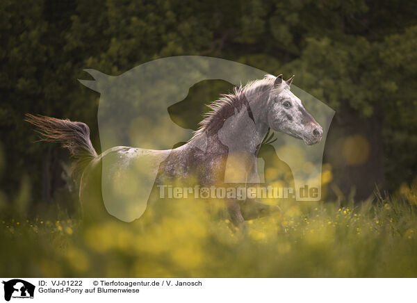 Gotland-Pony auf Blumenwiese / VJ-01222
