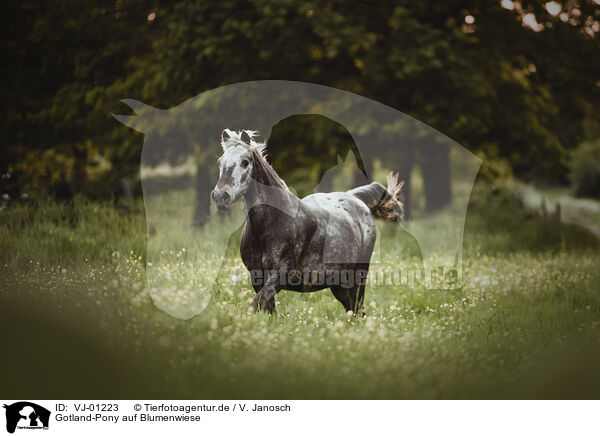Gotland-Pony auf Blumenwiese / Gotland-Pony on flower meadow / VJ-01223