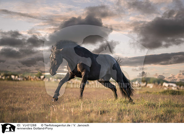 rennendes Gotland-Pony / VJ-01288