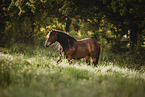 Gotland-Pony auf Blumenwiese