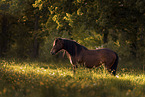 Gotland-Pony auf Blumenwiese